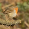 Cervenka obecna - Erithacus rubecula - European Robin 7886